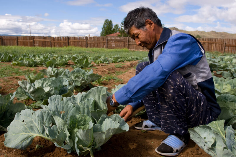 Market Gardening in Mongolia — Stock image of people working in a market garden in a community in Mongolia. — Mongolia, agricultural instruction, agriculture...