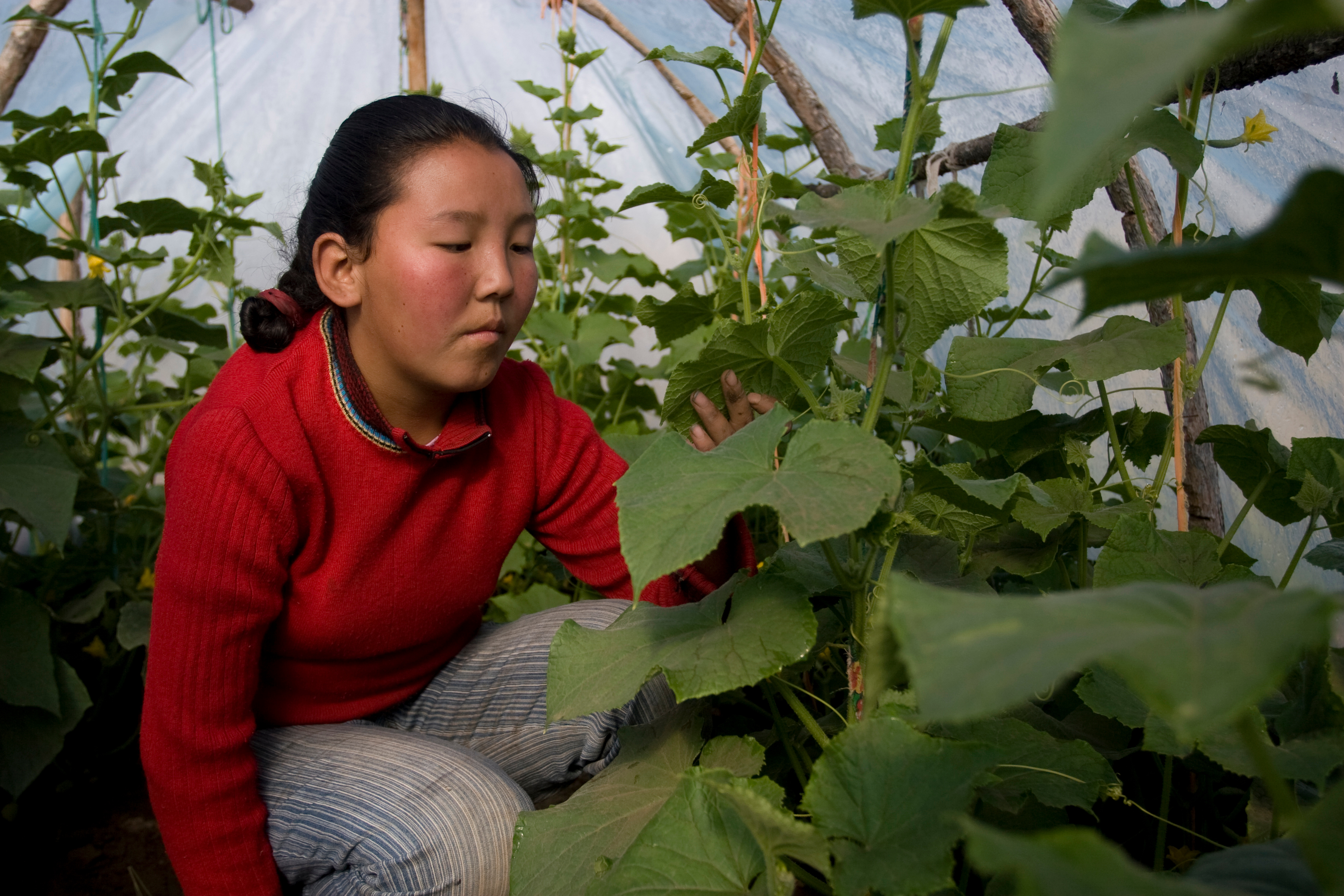 Greenhouse Gardening in Mongolia