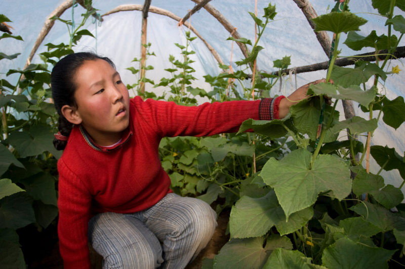 Greenhouse Gardening in Mongolia — Stock image of young woman working with her cucumber plants in a greenhouse in Mongolia. — Mongolia, agricultural instruct...