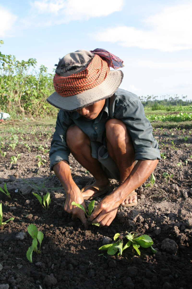 Market Gardening — Stock image of transplanting vegetables into a community market garden for income generation, in a village in Cambodia — Cambodia, plantin...