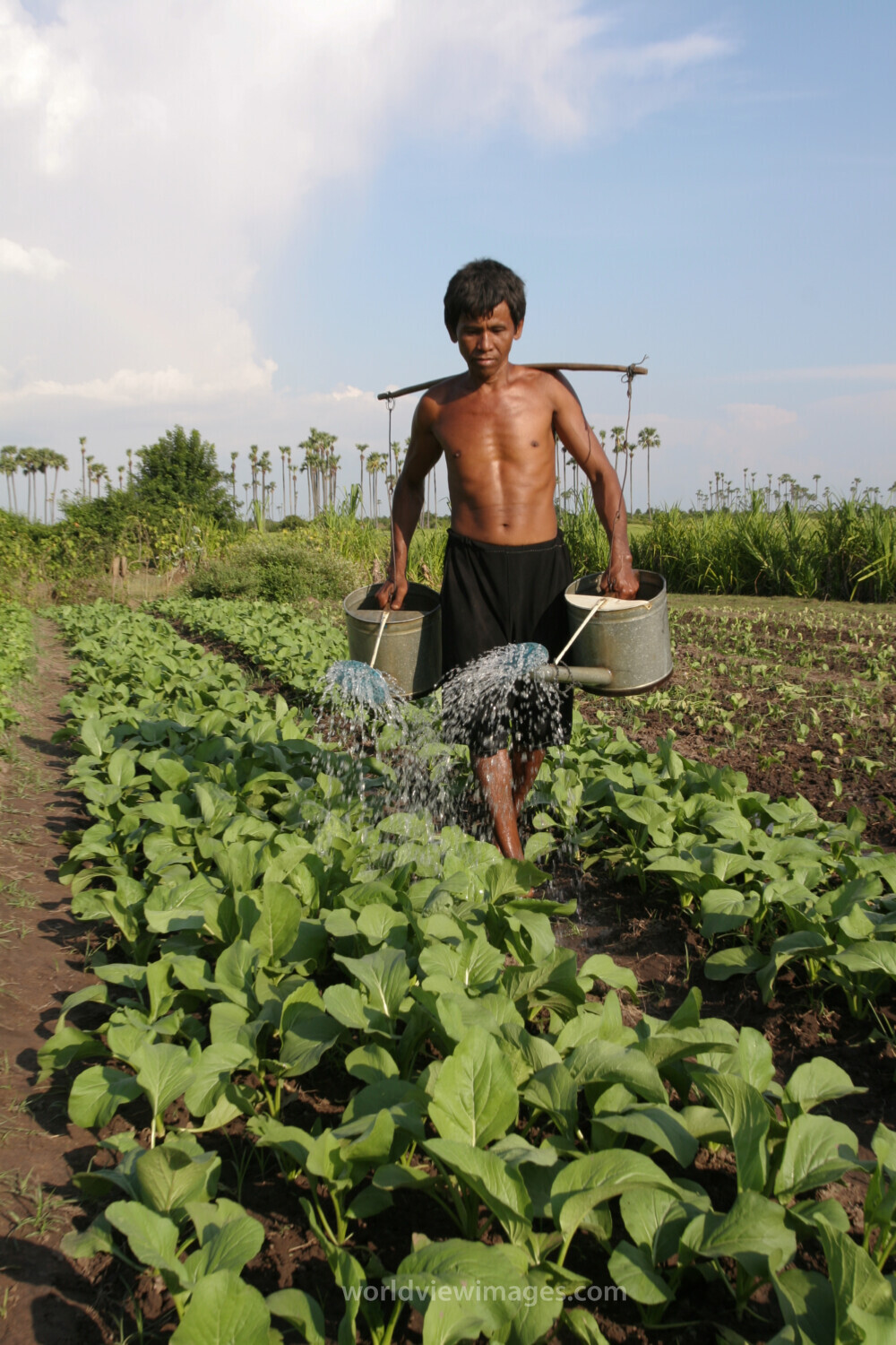 Watering Garden by Hand