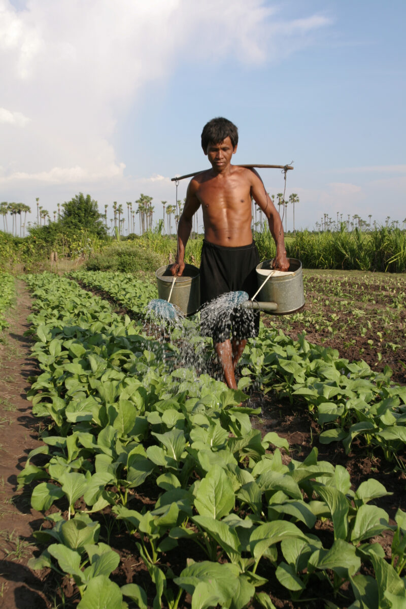 Watering Garden by Hand — Stock image of irrigating fields by hand with watering cans, during the dry season in Cambodia. — Cambodia, agriculture, market gar...