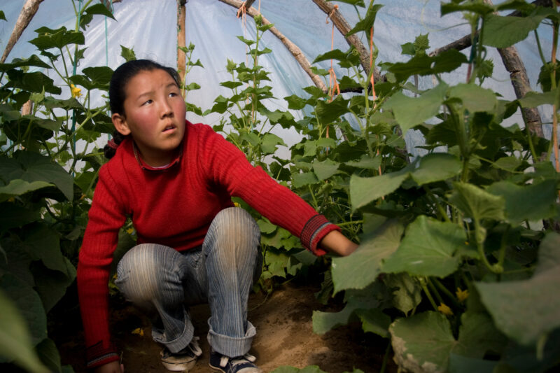 Greenhouse Gardening in Mongolia — Stock image of young woman working with her cucumber plants in a greenhouse in Mongolia. — Mongolia, agricultural instruct...