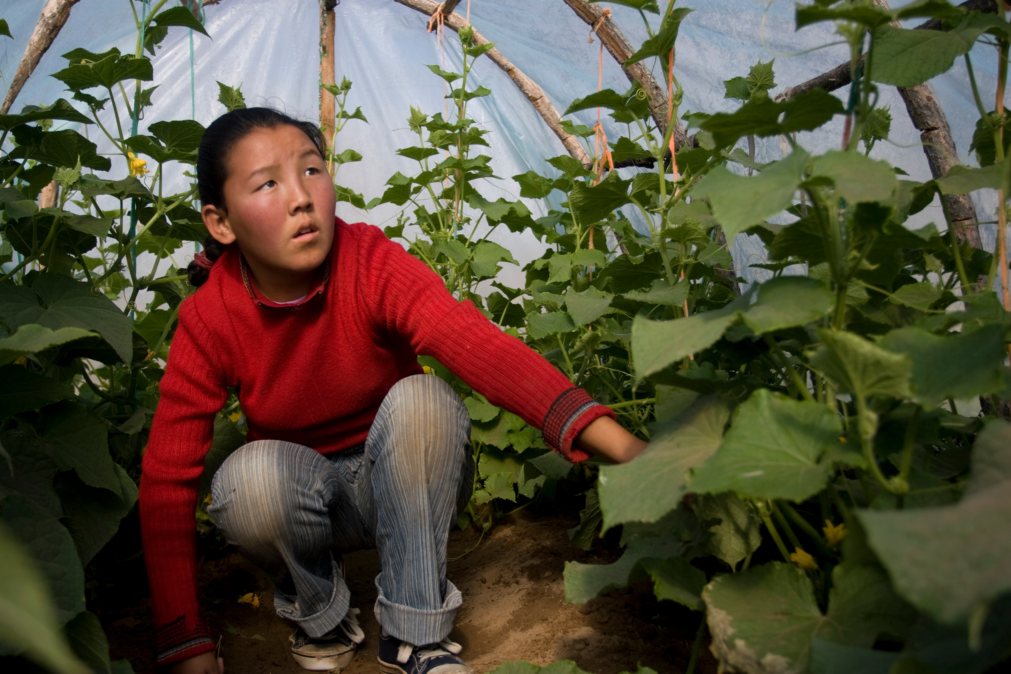 Greenhouse Gardening in Mongolia