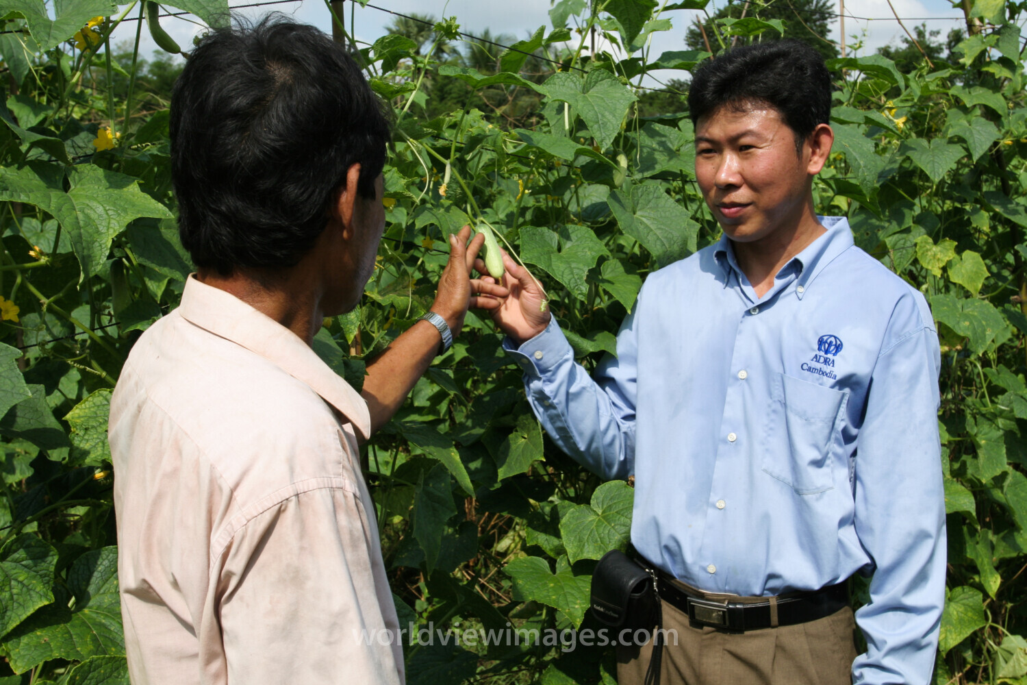 Agricultural Instruction in Cambodia