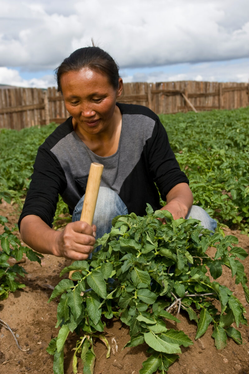 Market Gardening in Mongolia — Stock image of people working in a market garden in a community in Mongolia. — Mongolia, agricultural instruction, agriculture...