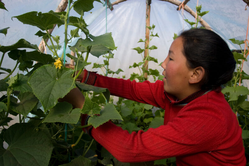 Greenhouse Gardening in Mongolia — Stock image of young woman working with her cucumber plants in a greenhouse in Mongolia. — Mongolia, agricultural instruct...