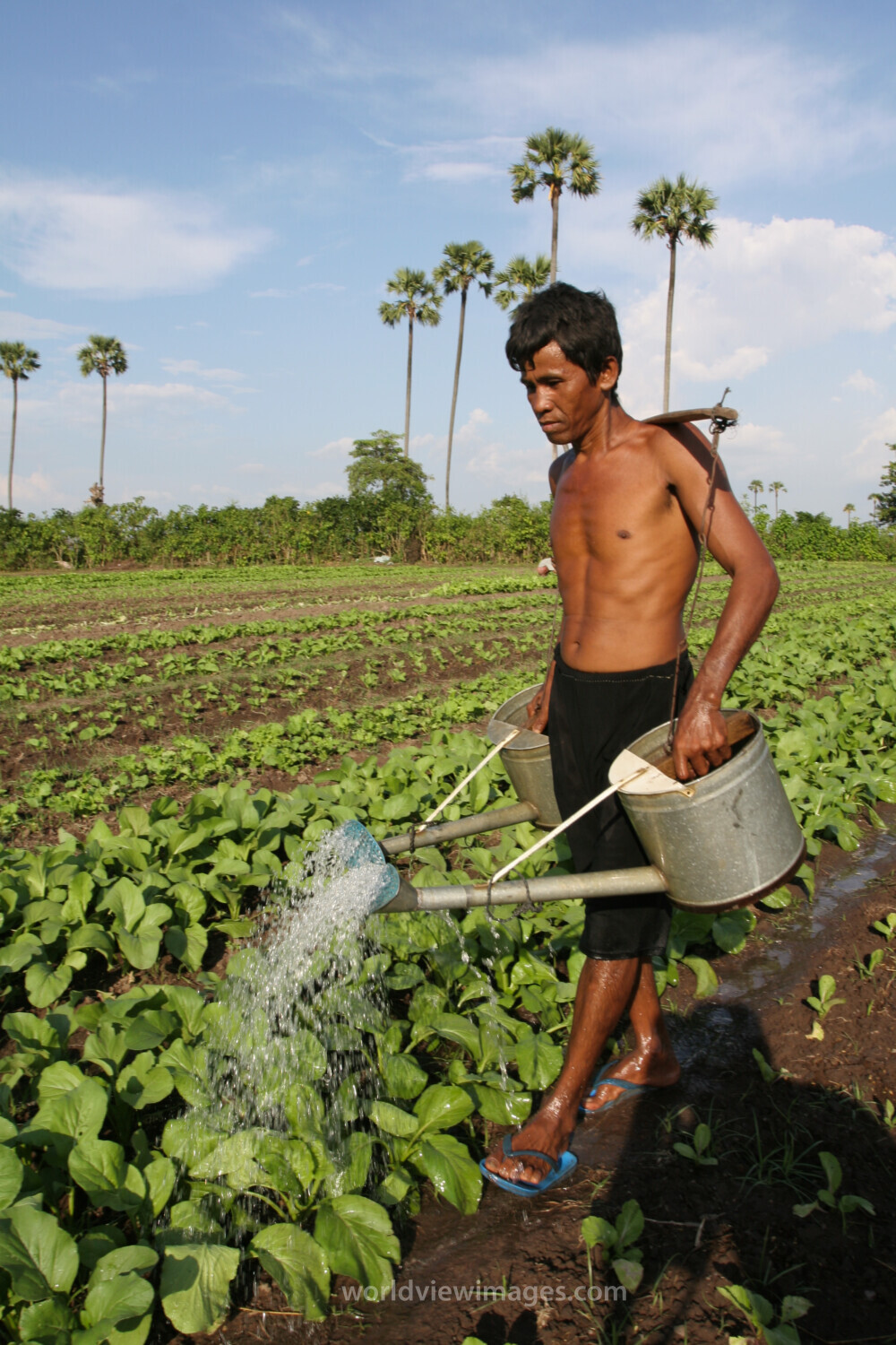 Watering Garden by Hand