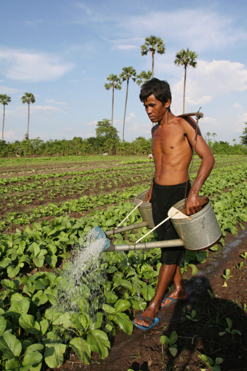 Watering Garden by Hand — Stock image of irrigating fields by hand with watering cans, during the dry season in Cambodia. — Cambodia, agriculture, market gar...