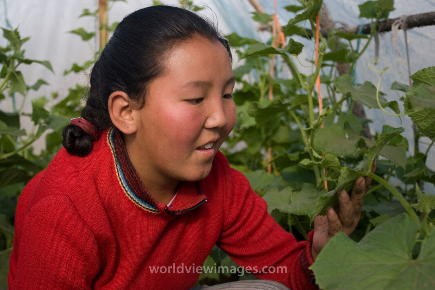 Greenhouse Gardening in Mongolia