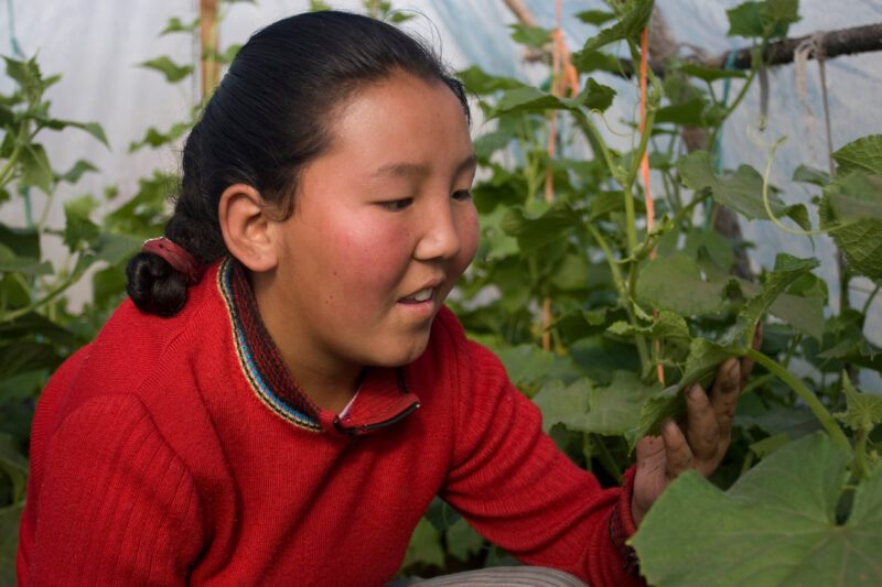 Greenhouse Gardening in Mongolia — Stock image of young woman working with her cucumber plants in a greenhouse in Mongolia. — Mongolia, agricultural instruct...