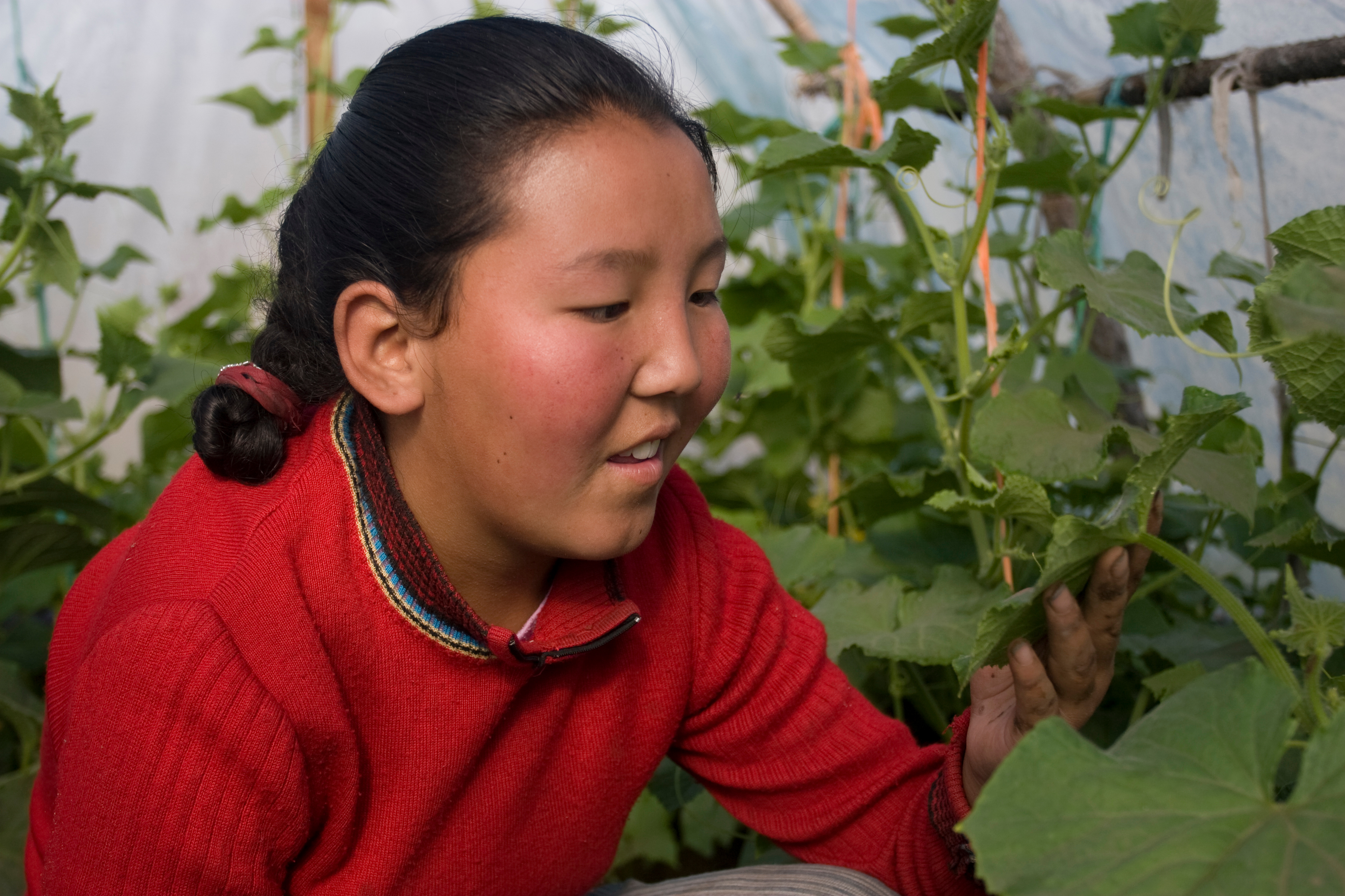 Greenhouse Gardening in Mongolia