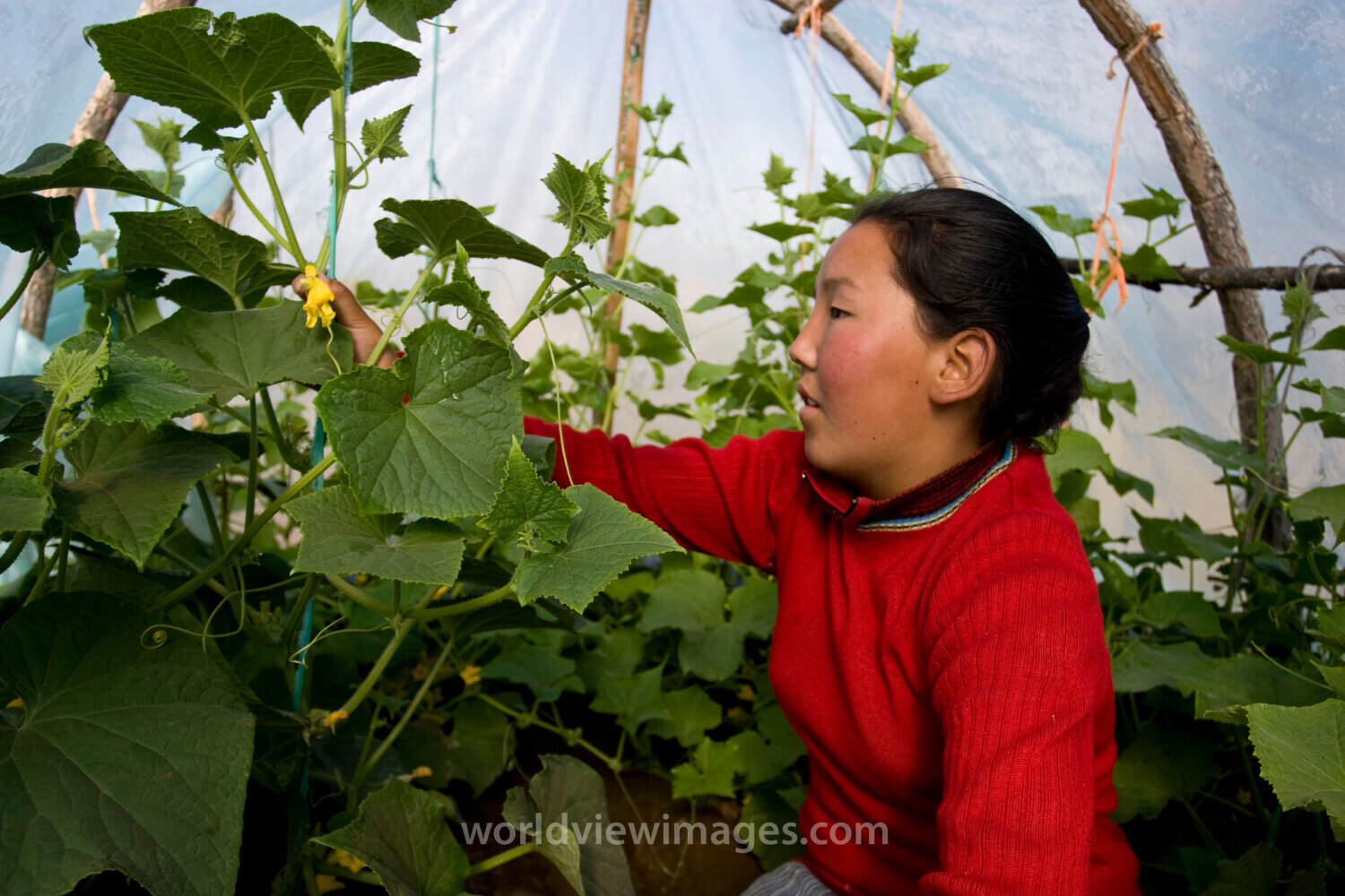 Greenhouse Gardening in Mongolia