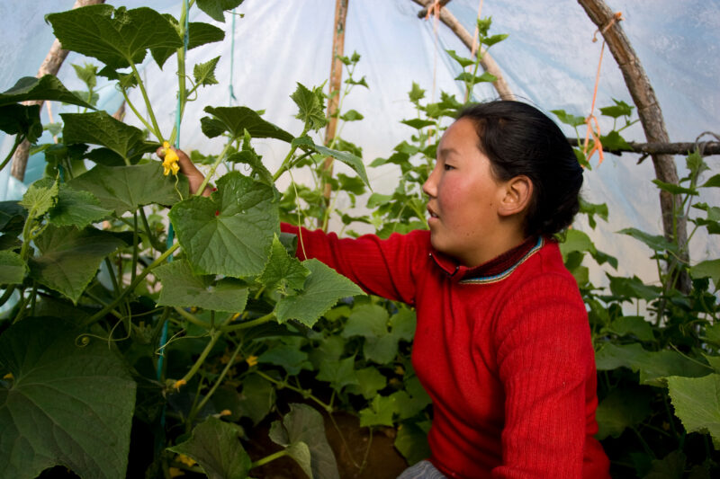 Greenhouse Gardening in Mongolia — Stock image of young woman working with her cucumber plants in a greenhouse in Mongolia. — Mongolia, agricultural instruct...