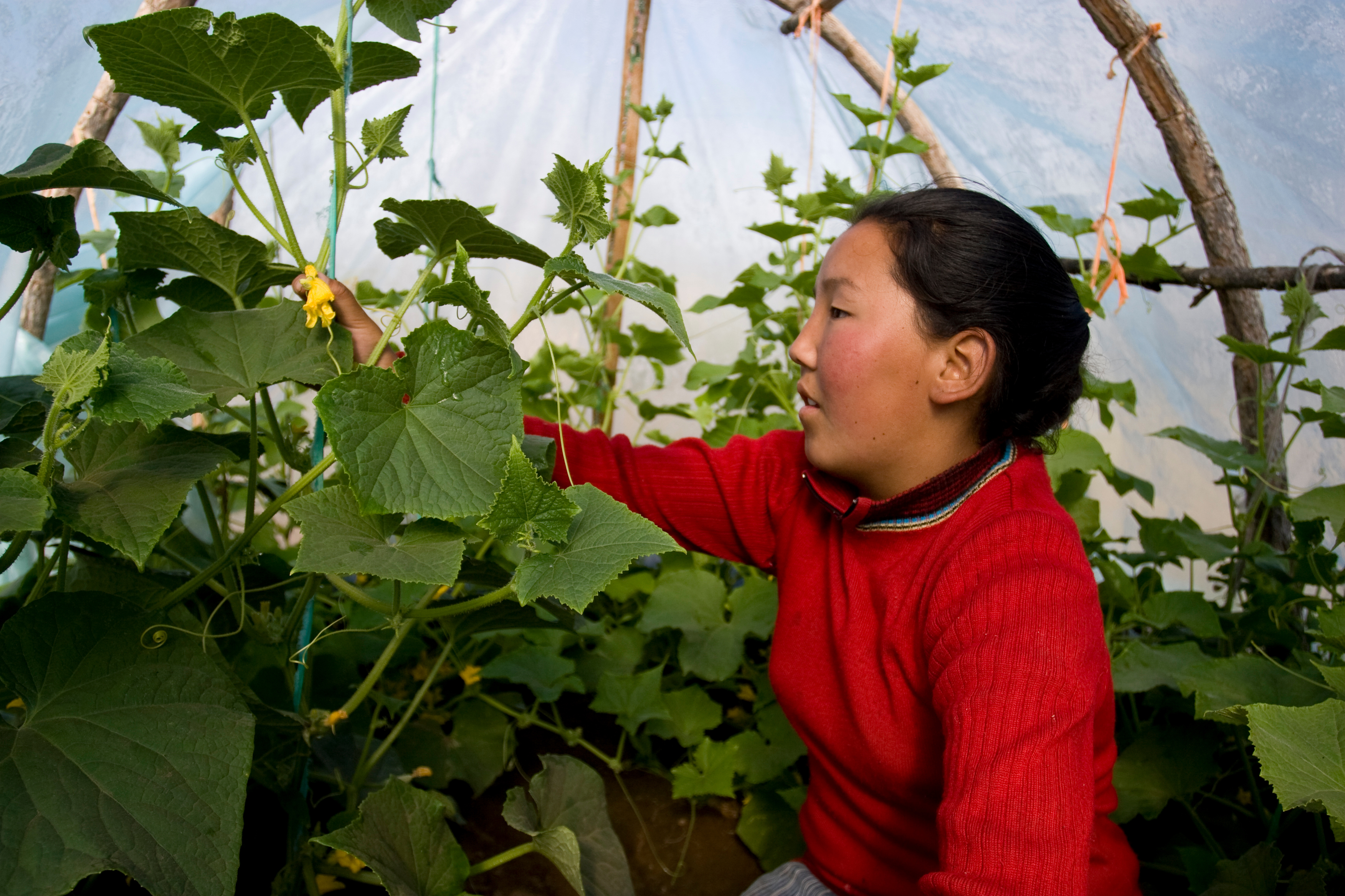 Greenhouse Gardening in Mongolia