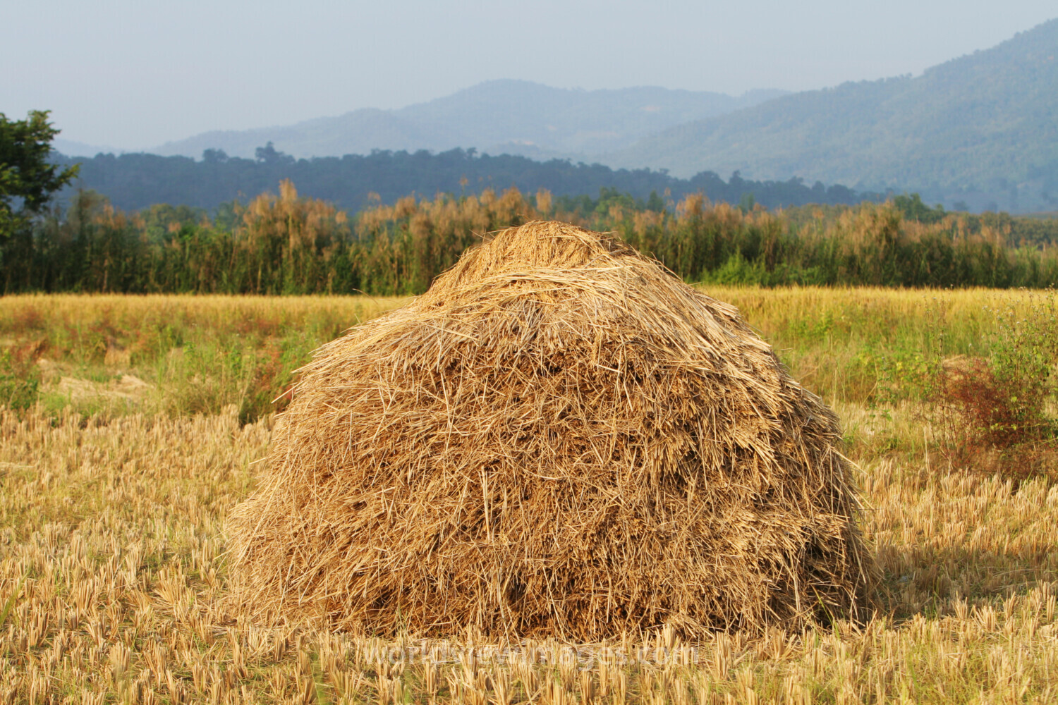 Rice Stack in Thailand