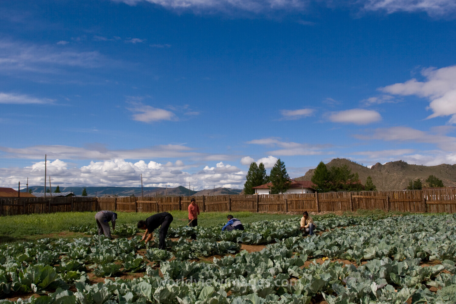 Market Gardening in Mongolia