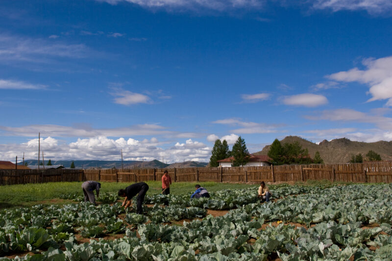 Market Gardening in Mongolia — Stock image of people working in a market garden in a community in Mongolia. — Mongolia, agricultural instruction, agriculture...