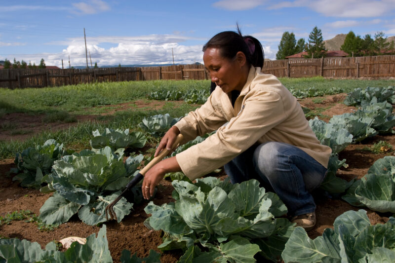 Market Gardening in Mongolia — Stock image of people working in a market garden in a community in Mongolia. — Mongolia, agricultural instruction, agriculture...