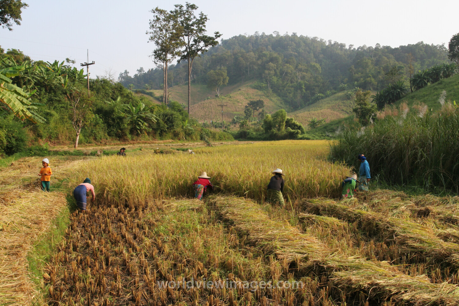 Rice Field in Tahiland at Harvest Time