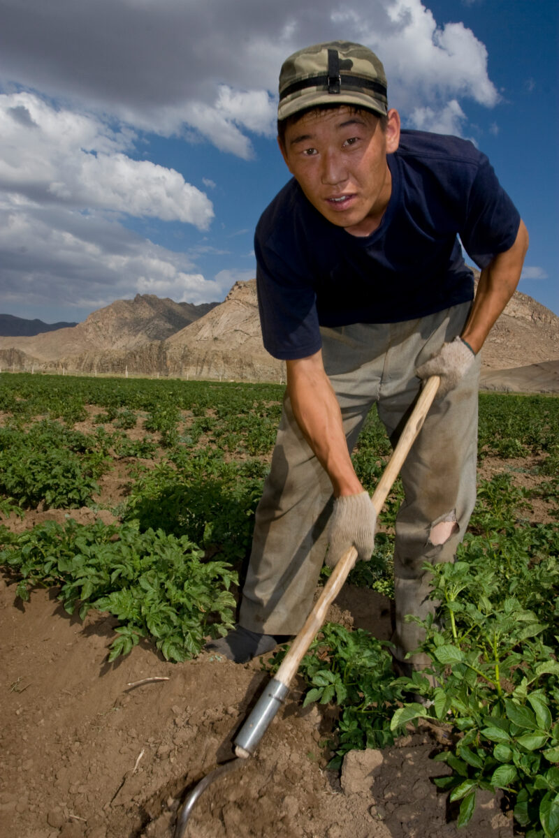 Market gardening in Mongolia — Stock Image of people working in a market garden in Mongolia — Mongolia, agricultural instruction, agriculture, food security