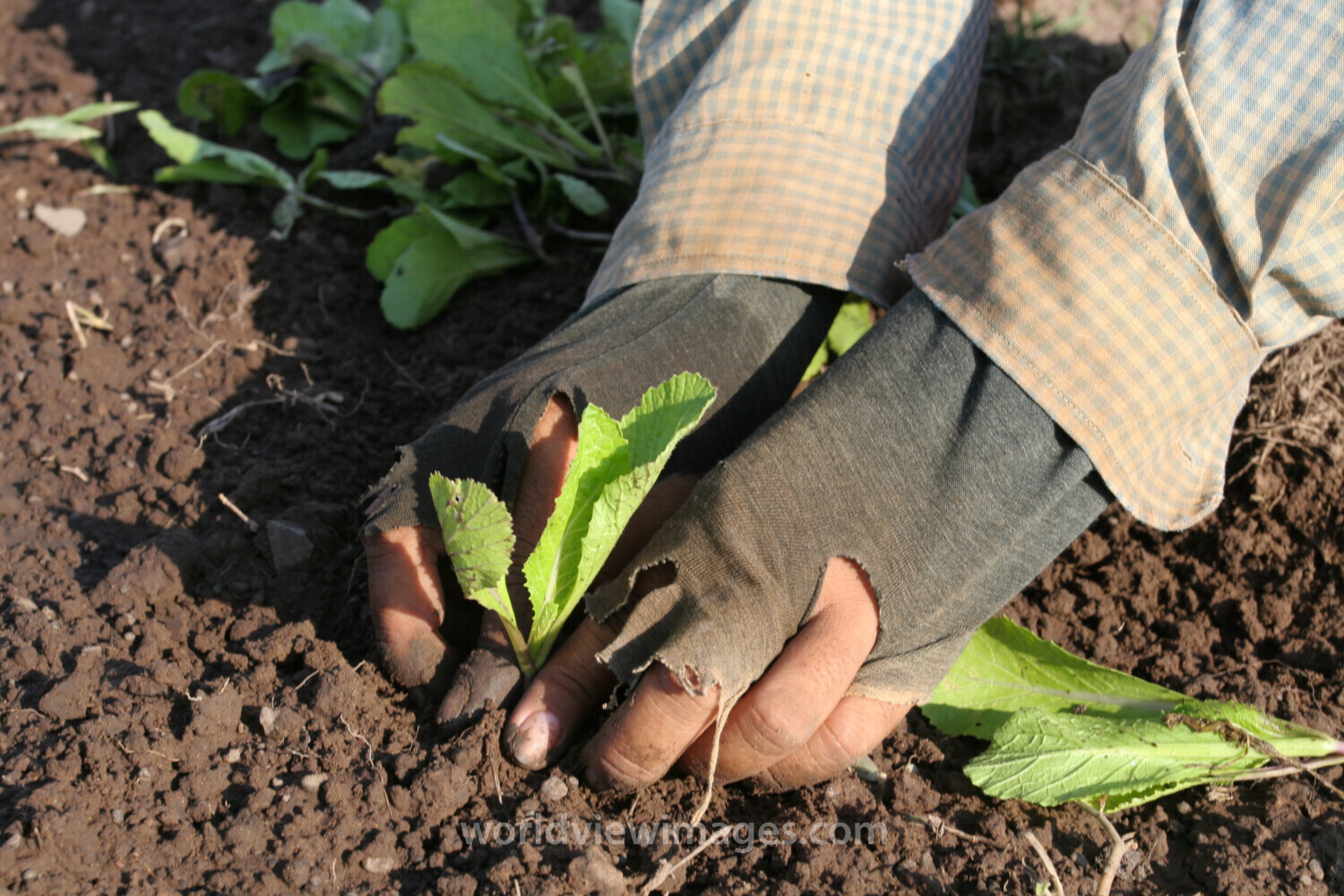 Transplanting Greens in Cambodia