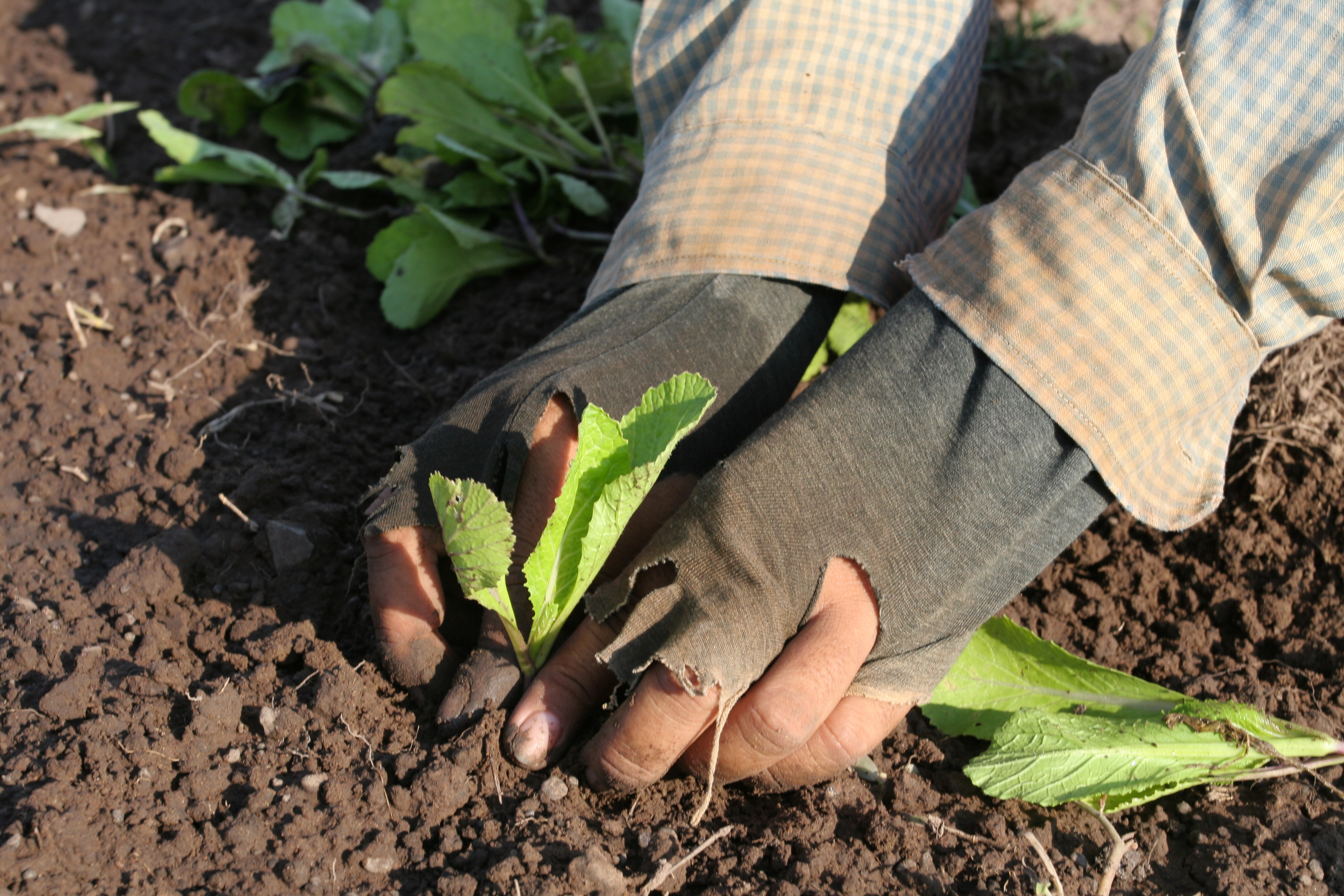 Transplanting Greens in Cambodia