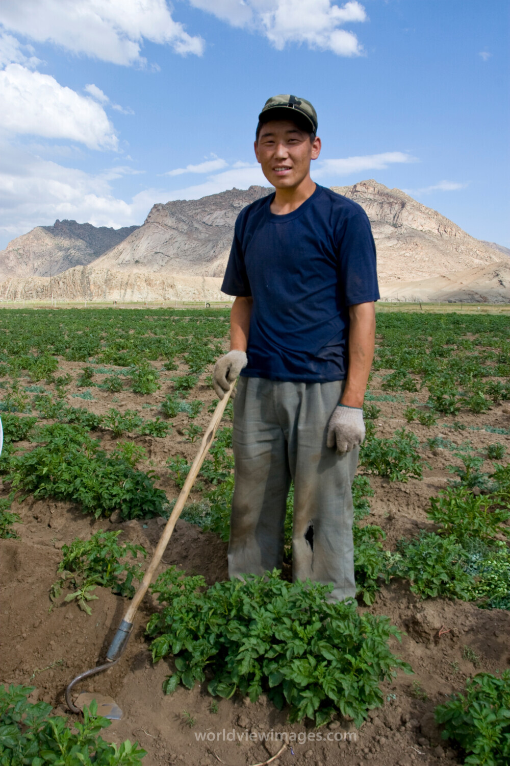 Market gardening in Mongolia