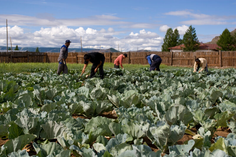 Market Gardening in Mongolia — Stock image of people working in a market garden in a community in Mongolia. — Mongolia, agricultural instruction, agriculture...