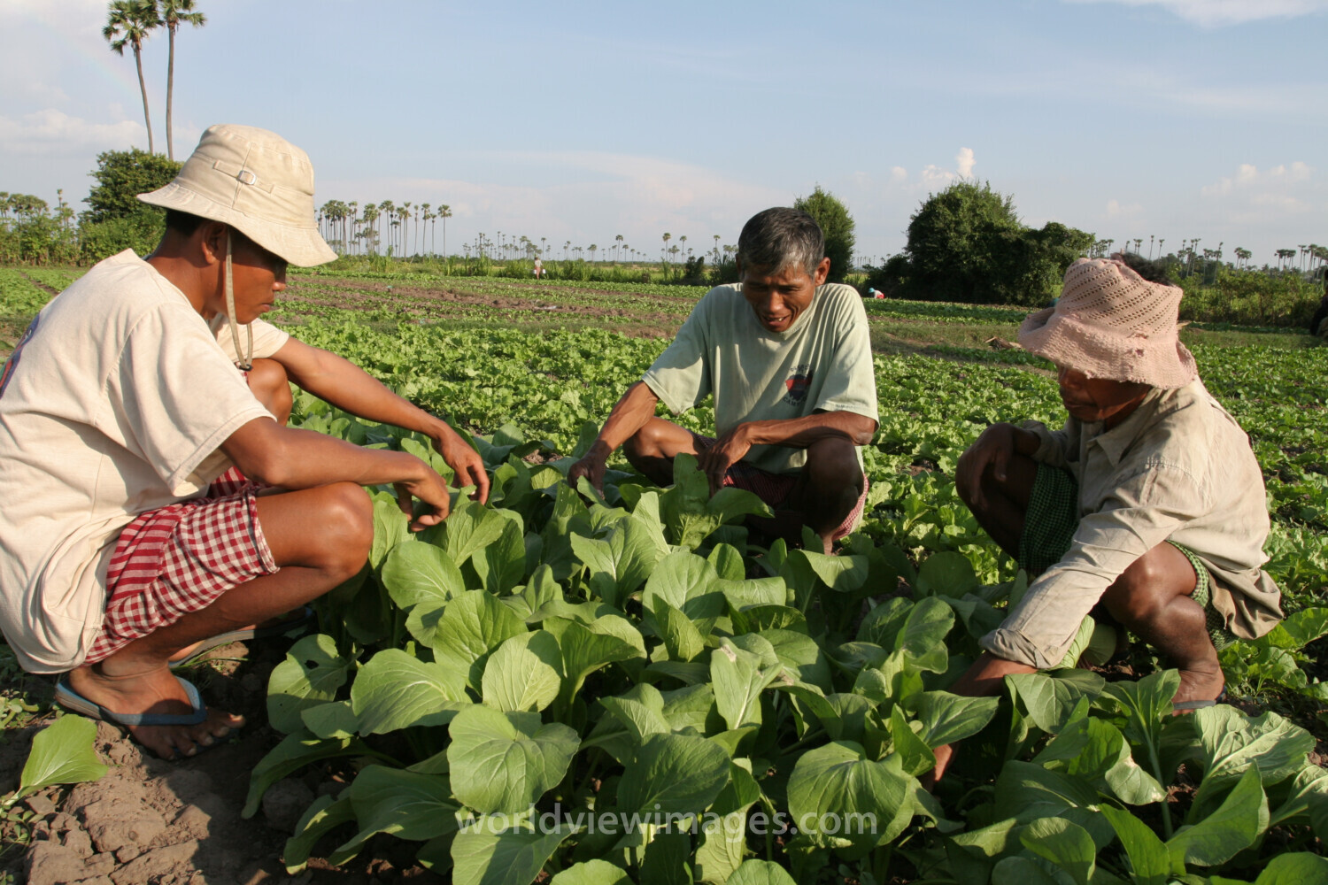 Agricultural Instruction in Cambodia