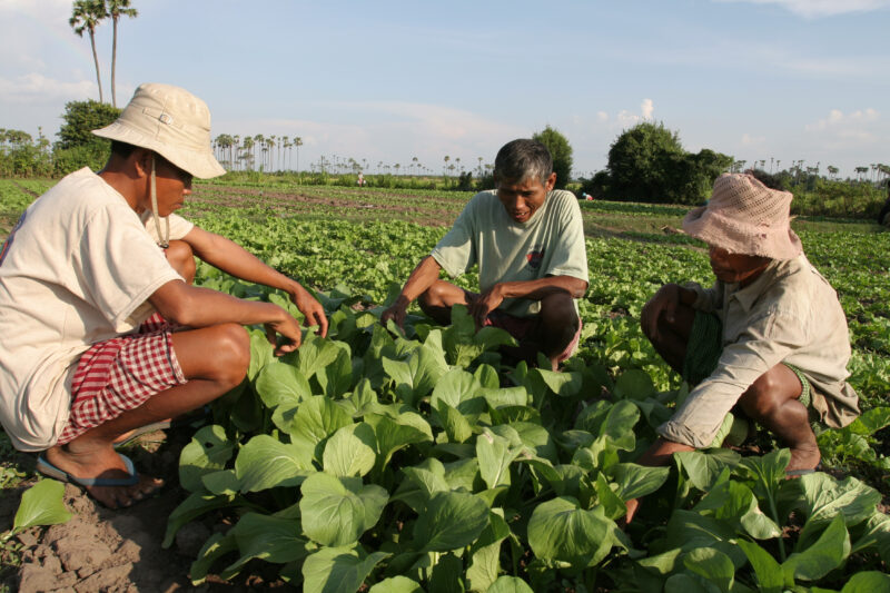 Agricultural Instruction in Cambodia — Stock Image of rural farmers getting agricultural instruction from an ADRA specialist. — Cambodia, farming, agricultur...
