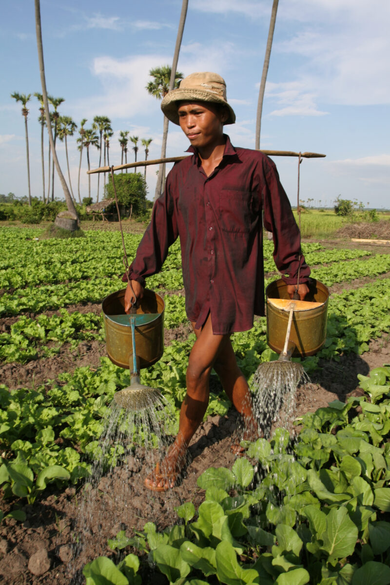 Watering Garden by Hand — Stock image of irrigating fields by hand with watering cans, during the dry season in Cambodia. — Cambodia, agriculture, market gar...