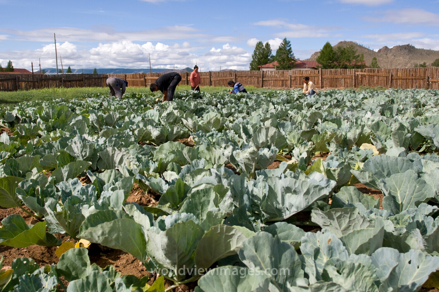 Market Gardening in Mongolia