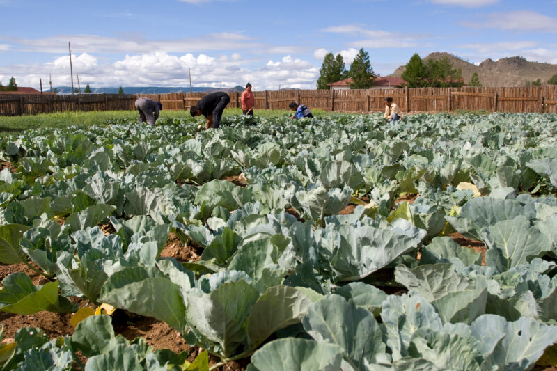 Market Gardening in Mongolia — Stock image of people working in a market garden in a community in Mongolia. — Mongolia, agricultural instruction, agriculture...