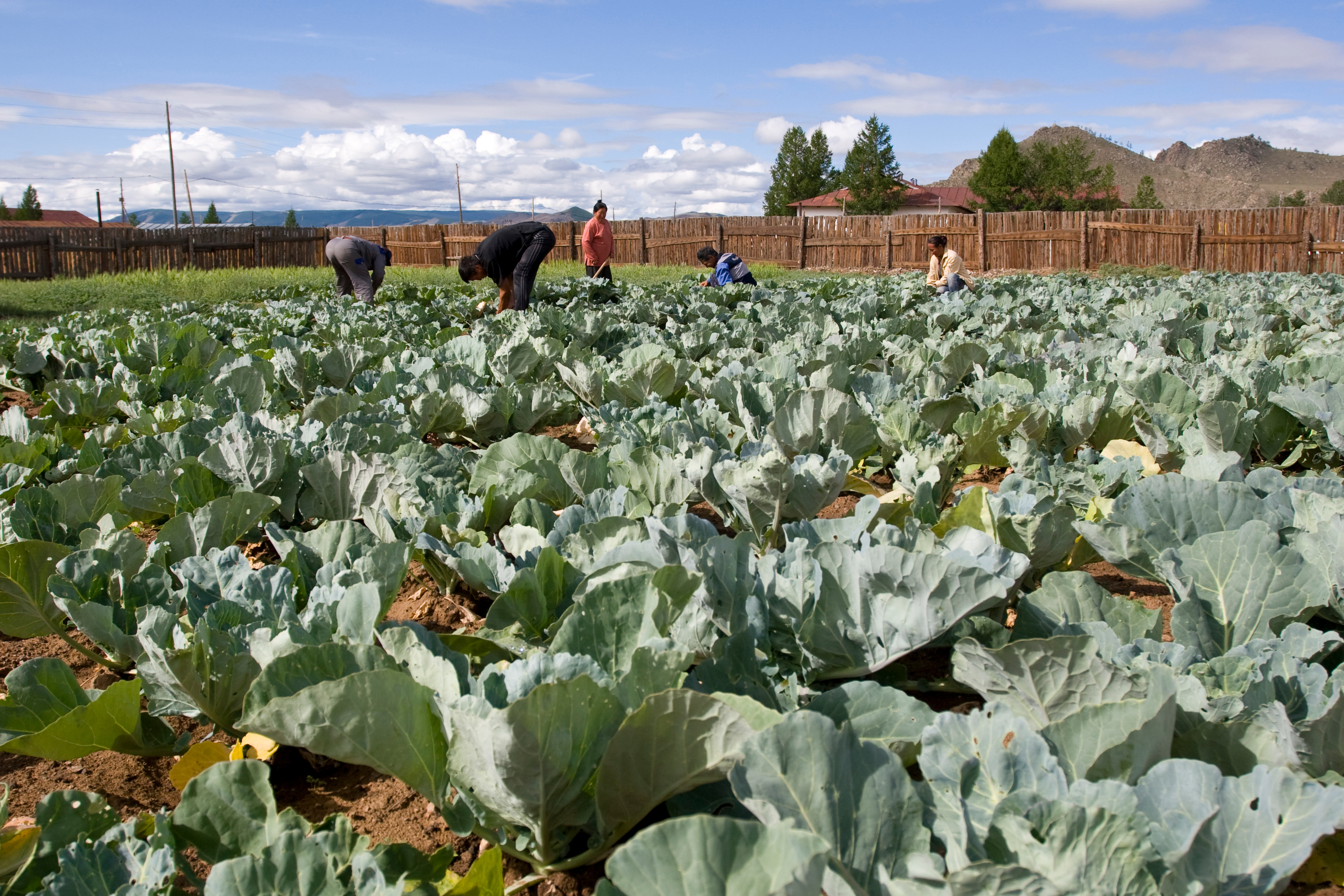 Market Gardening in Mongolia