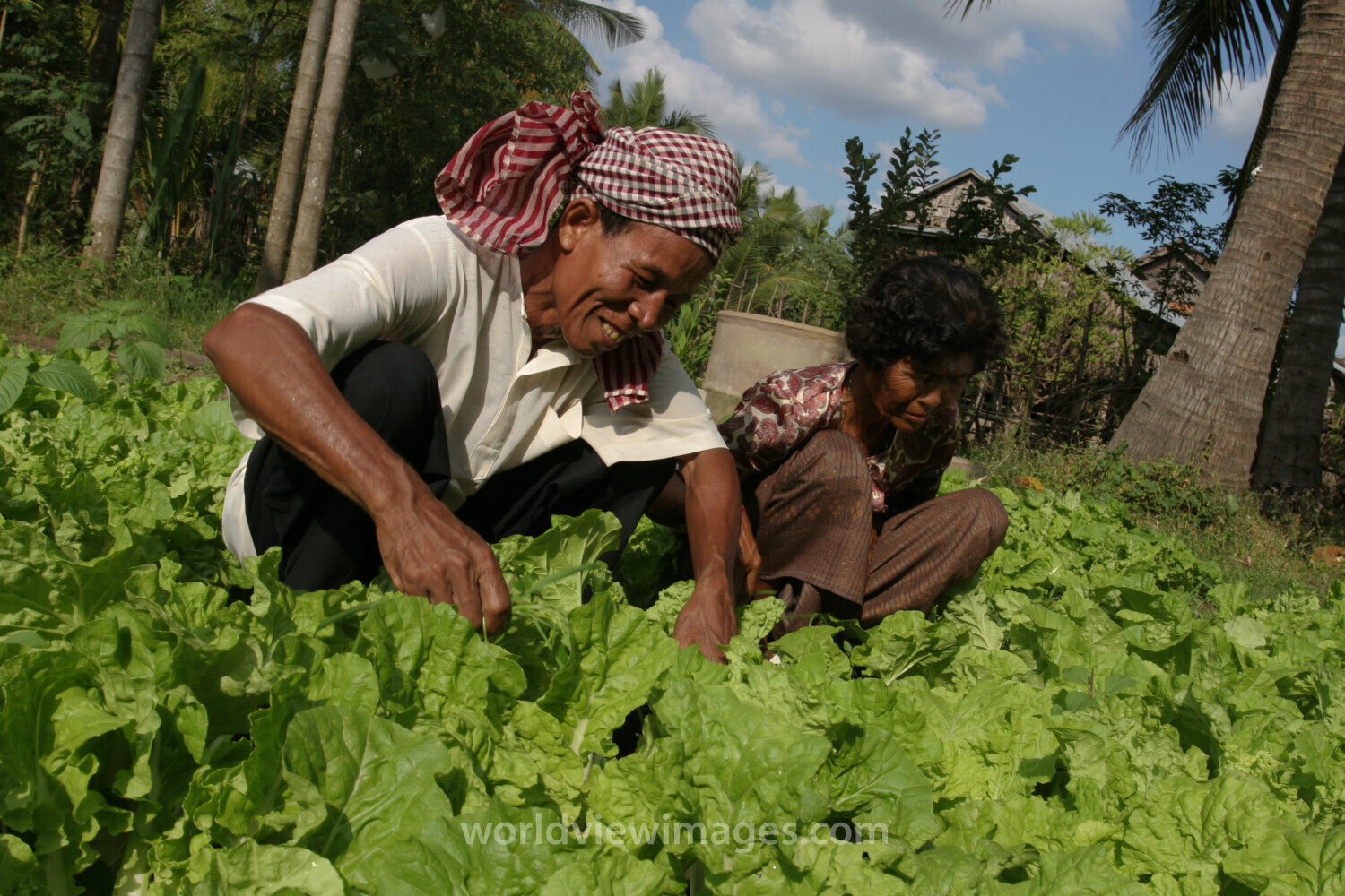 Gardening in Cambodia