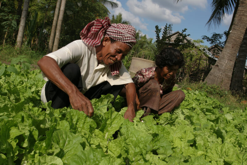 Gardening in Cambodia — Stock Image of couple working in their market garden in cambodia — Cambodia, market garden, garden, vegetables, greens