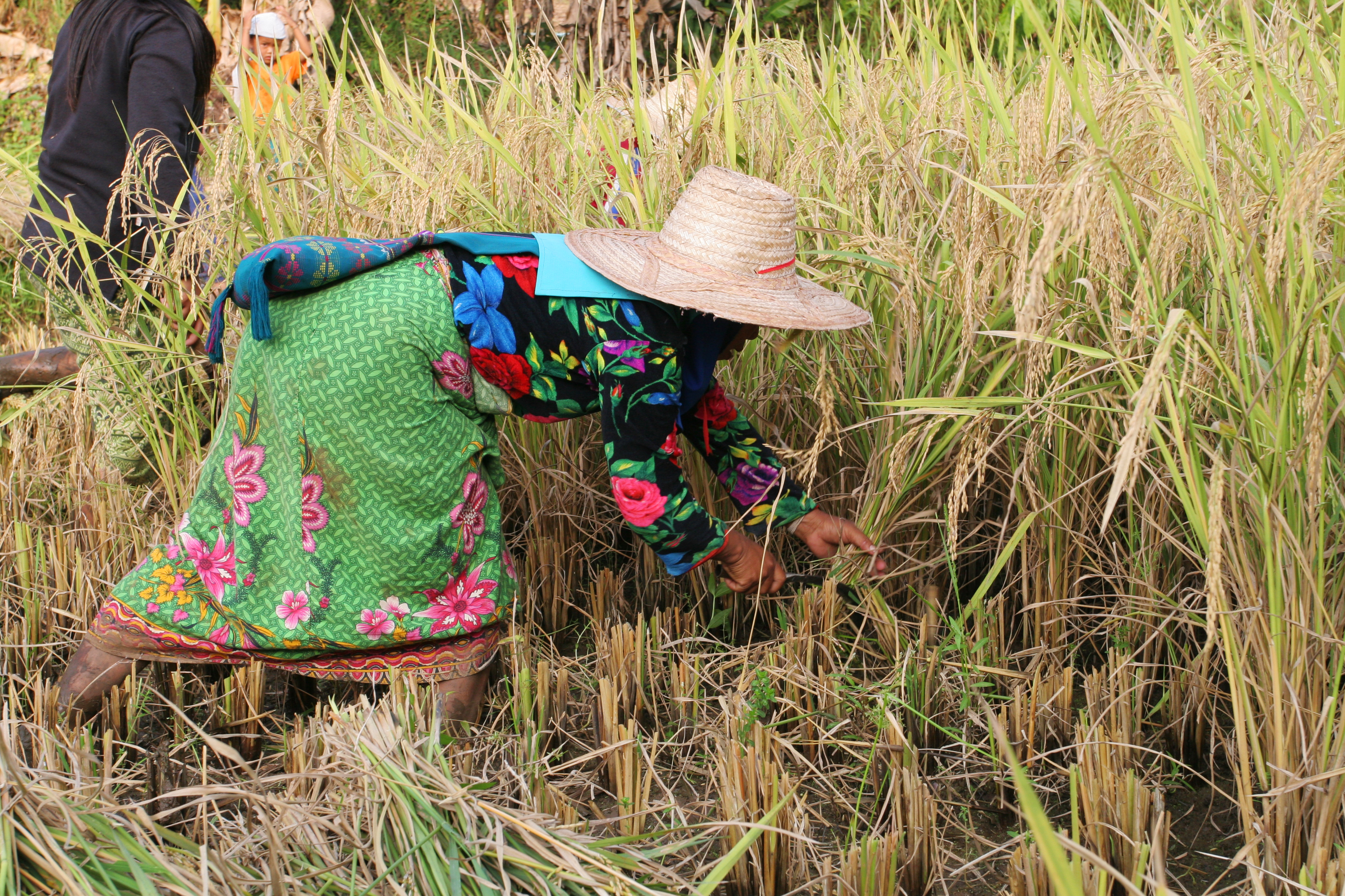 Rice Harvesting in Thailand
