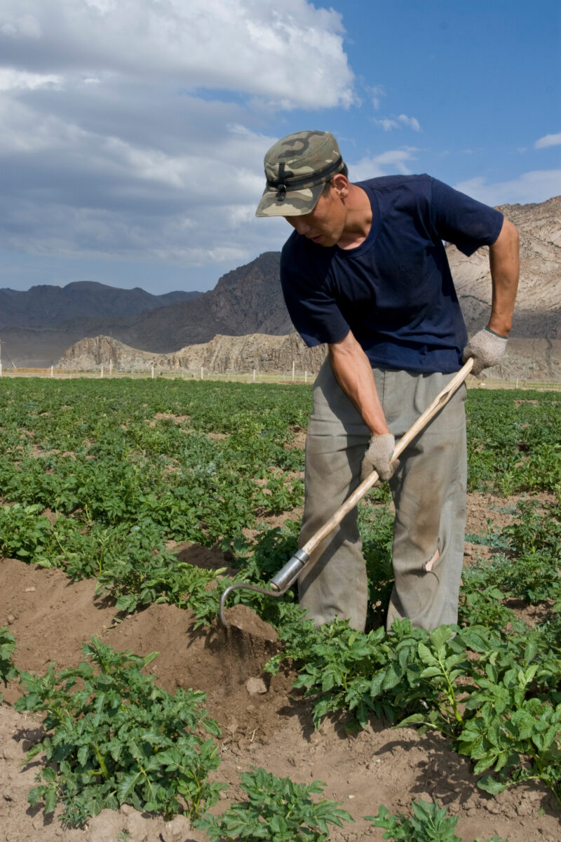Market gardening in Mongolia — Stock Image of people working in a market garden in Mongolia — Mongolia, agricultural instruction, agriculture, food security