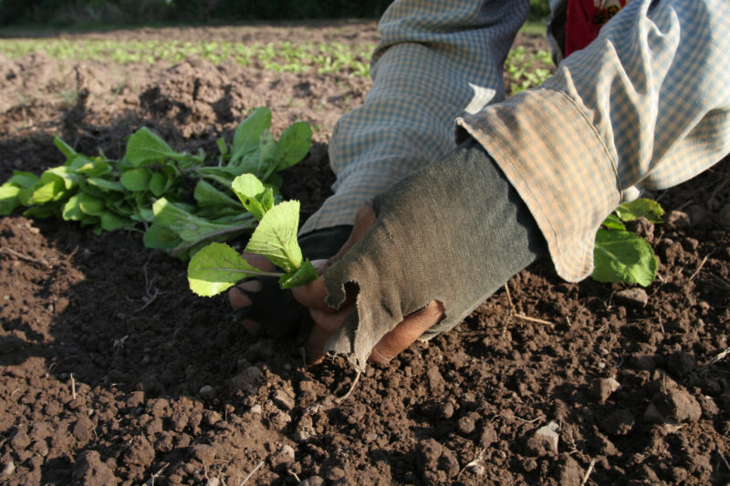 Transplanting Greens in Cambodia — Stock image of transplanting vegetables into a community market garden for income generation, in a village in Cambodia — C...