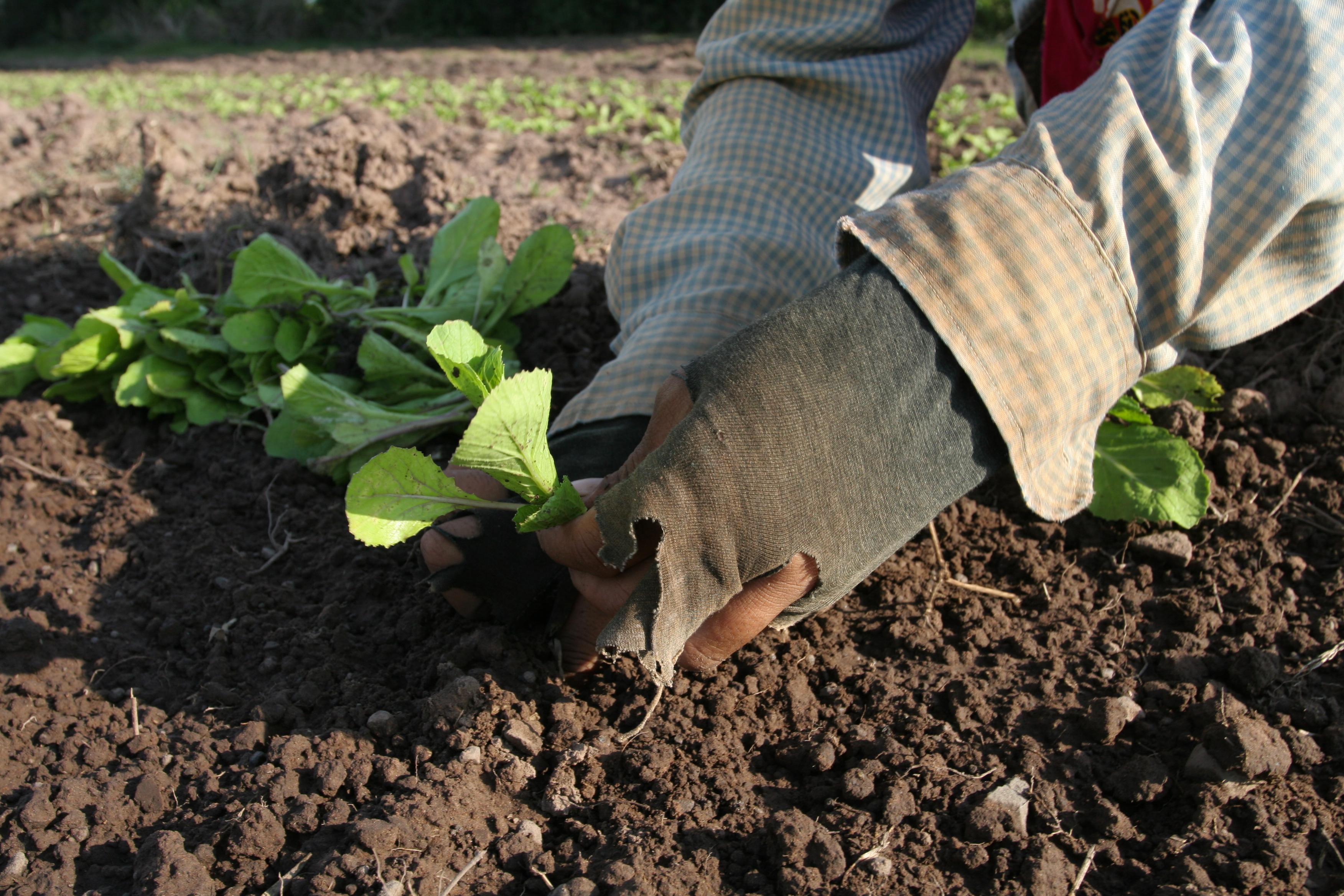 Transplanting Greens in Cambodia