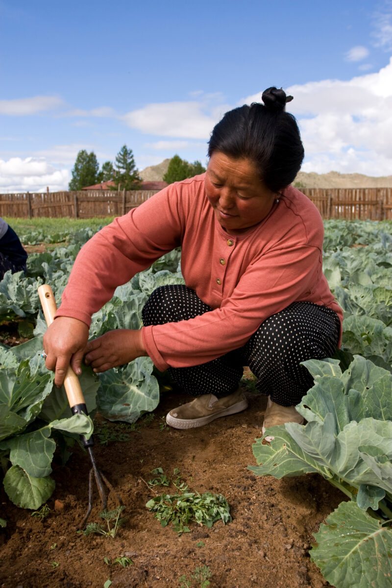 Market Gardening in Mongolia — Stock image of people working in a market garden in a community in Mongolia. — Mongolia, agricultural instruction, agriculture...