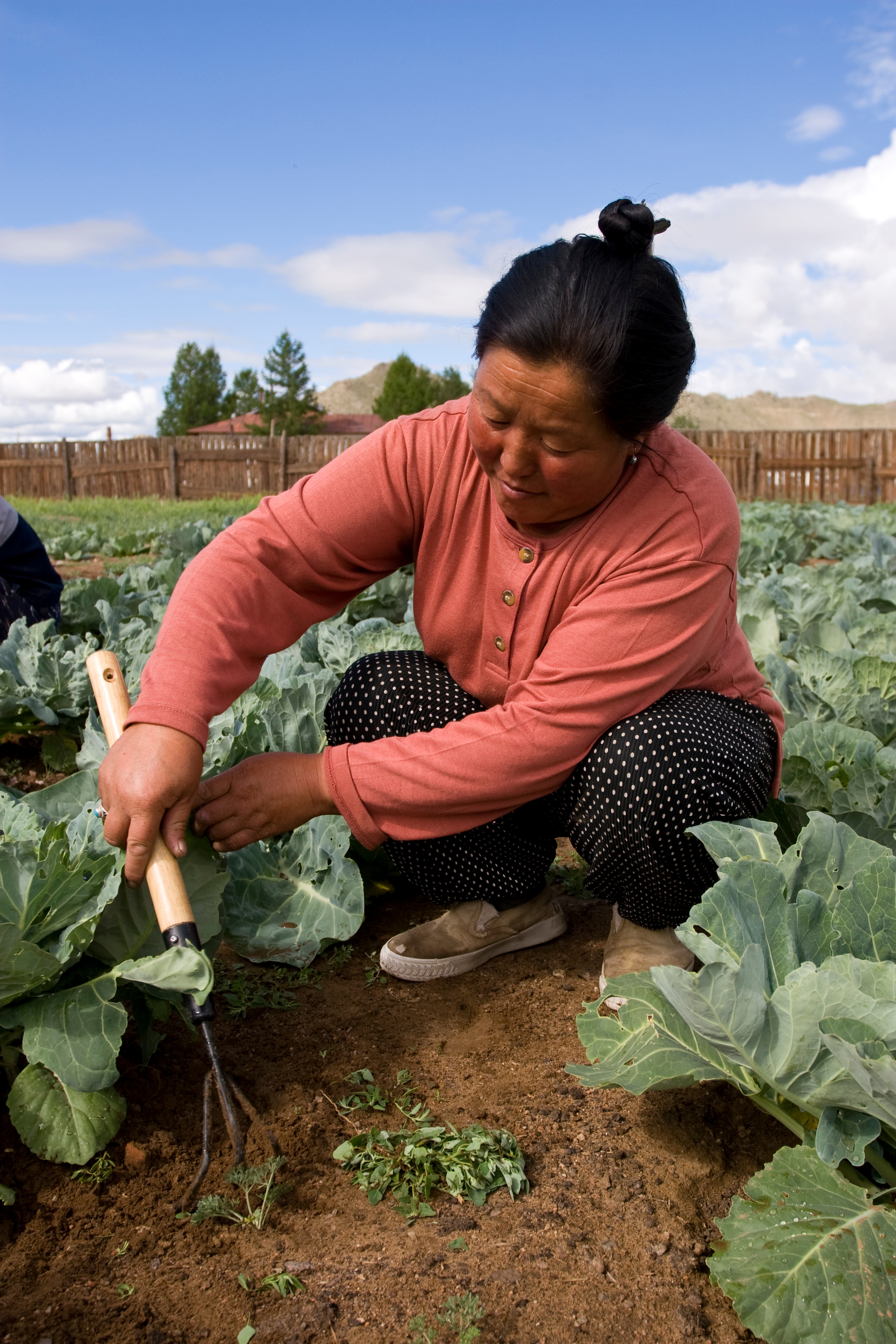 Market Gardening in Mongolia