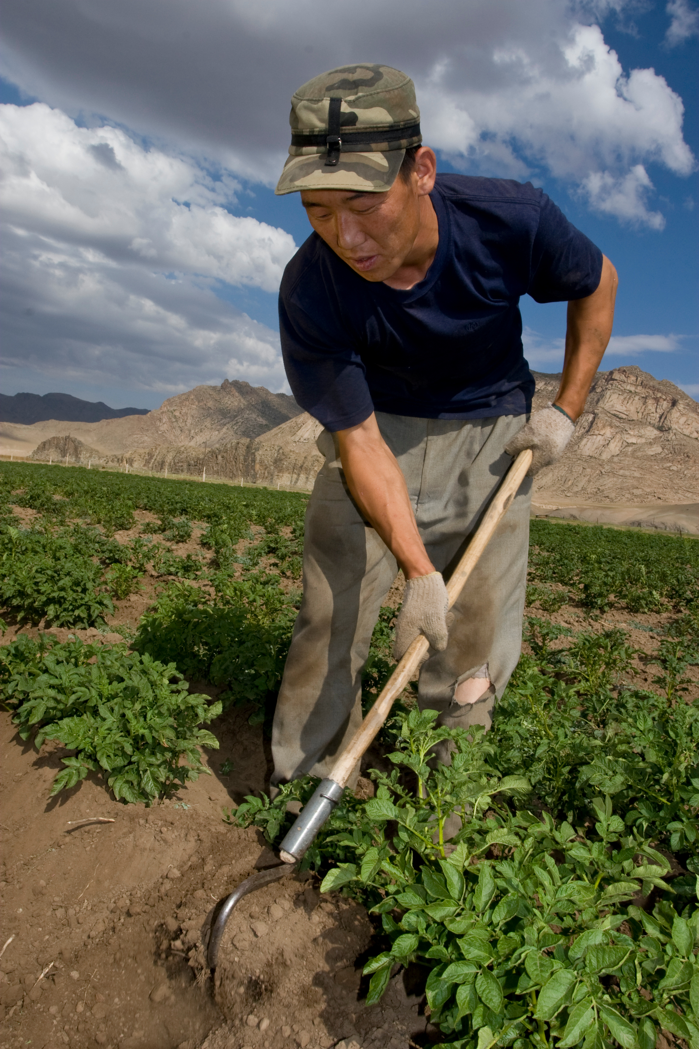 Market gardening in Mongolia