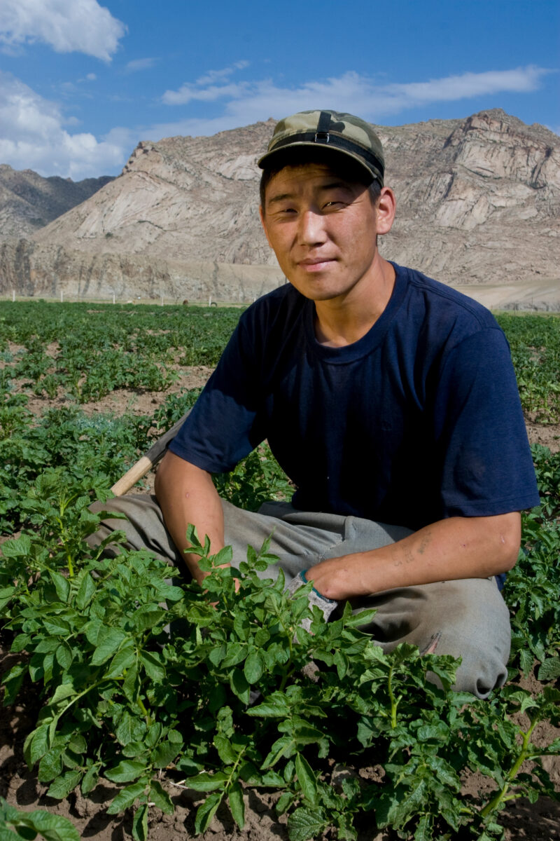 Market gardening in Mongolia — Stock Image of people working in a market garden in Mongolia — Mongolia, agricultural instruction, agriculture, food security