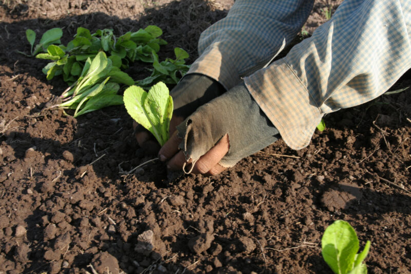 Transplanting Greens in Cambodia — Stock image of transplanting vegetables into a community market garden for income generation, in a village in Cambodia — C...