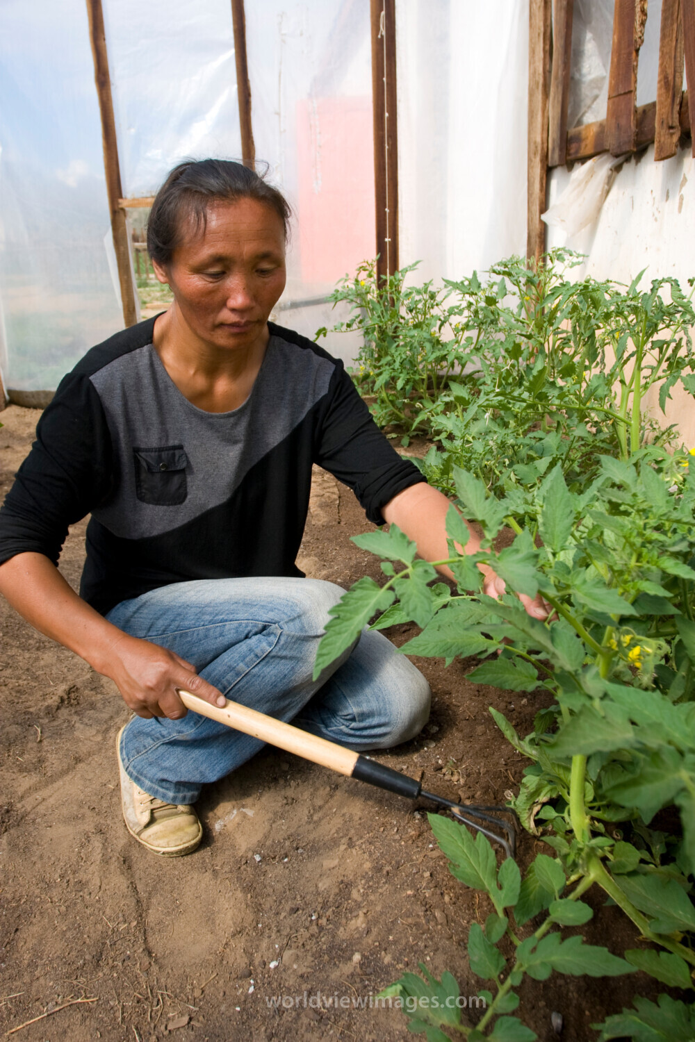 Woman in Greenhouse in Mongolia