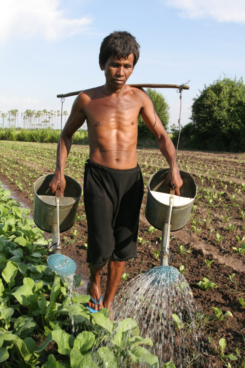 Watering Garden by Hand — Stock image of irrigating fields by hand with watering cans, during the dry season in Cambodia. — Cambodia, agriculture, market gar...