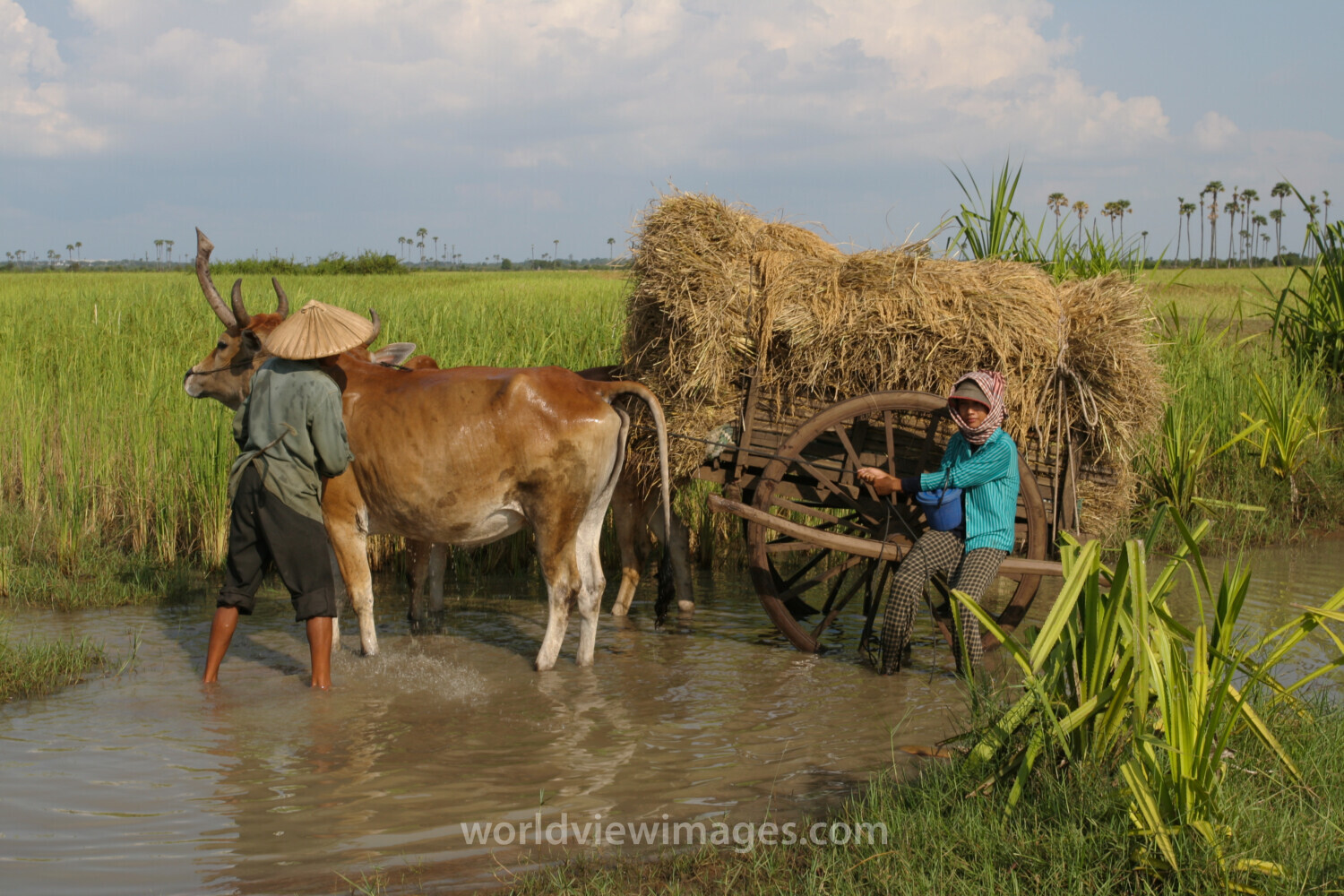 Cow Wash in Cambodia