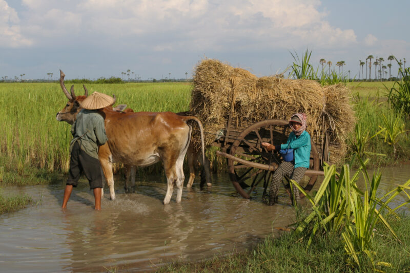 Cow Wash in Cambodia — Farmers stop to wash down their cows, while returning home from a day in the field. — Cambodia, Cow, cart, hay
